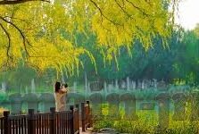 足球比分显示走地-深度解析，足球比分显示走地——一场数据与激情的双重盛宴